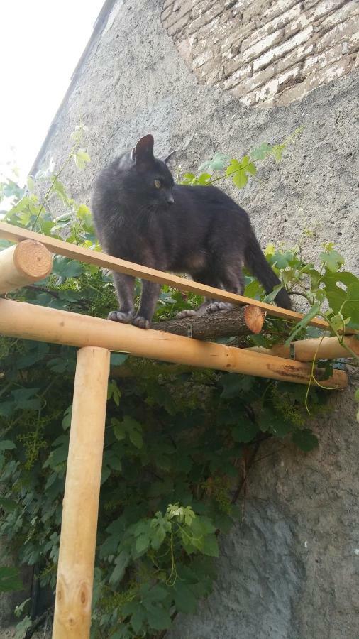 Appartement Der Kleine Bauernhof Keine Arbeiter Zadnych Pracownikow à Lubiatow  Extérieur photo
